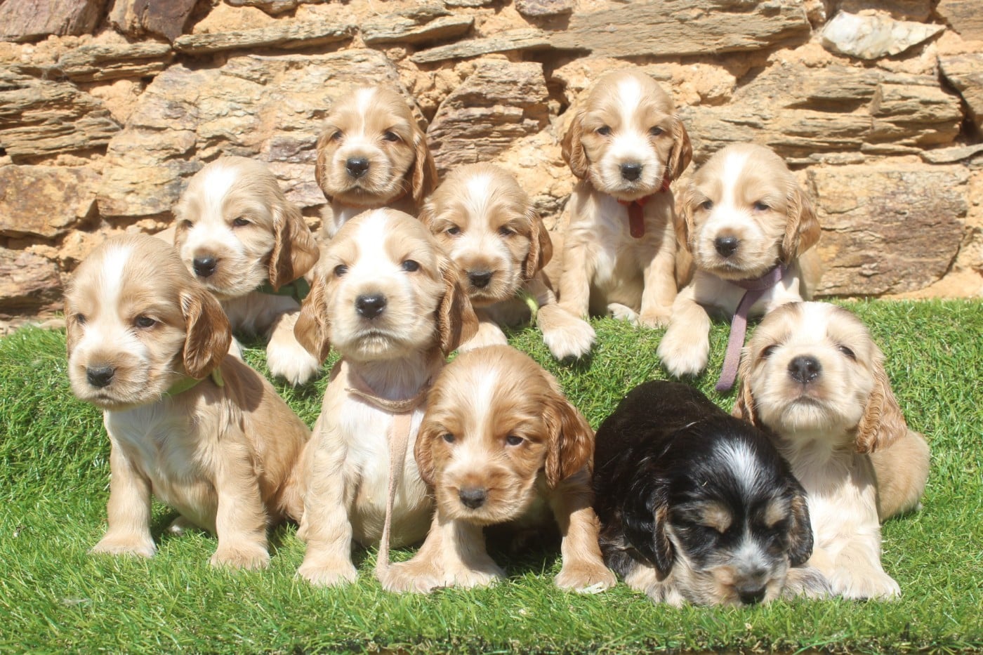 Cocker Spaniel Anglais - of caniland's dream