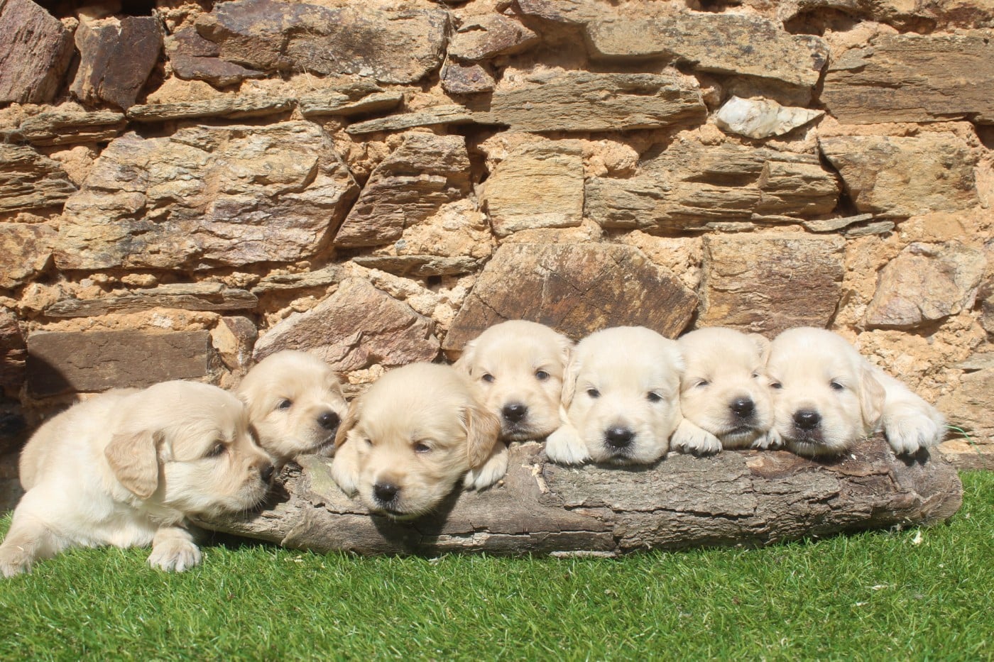 Golden Retriever - of caniland's dream