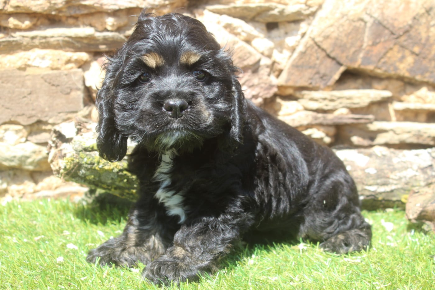 American Cocker Spaniel - of caniland's dream