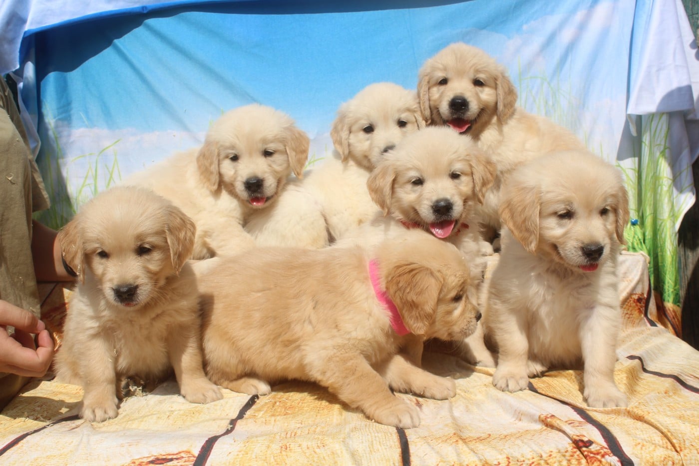 Golden Retriever - of caniland's dream