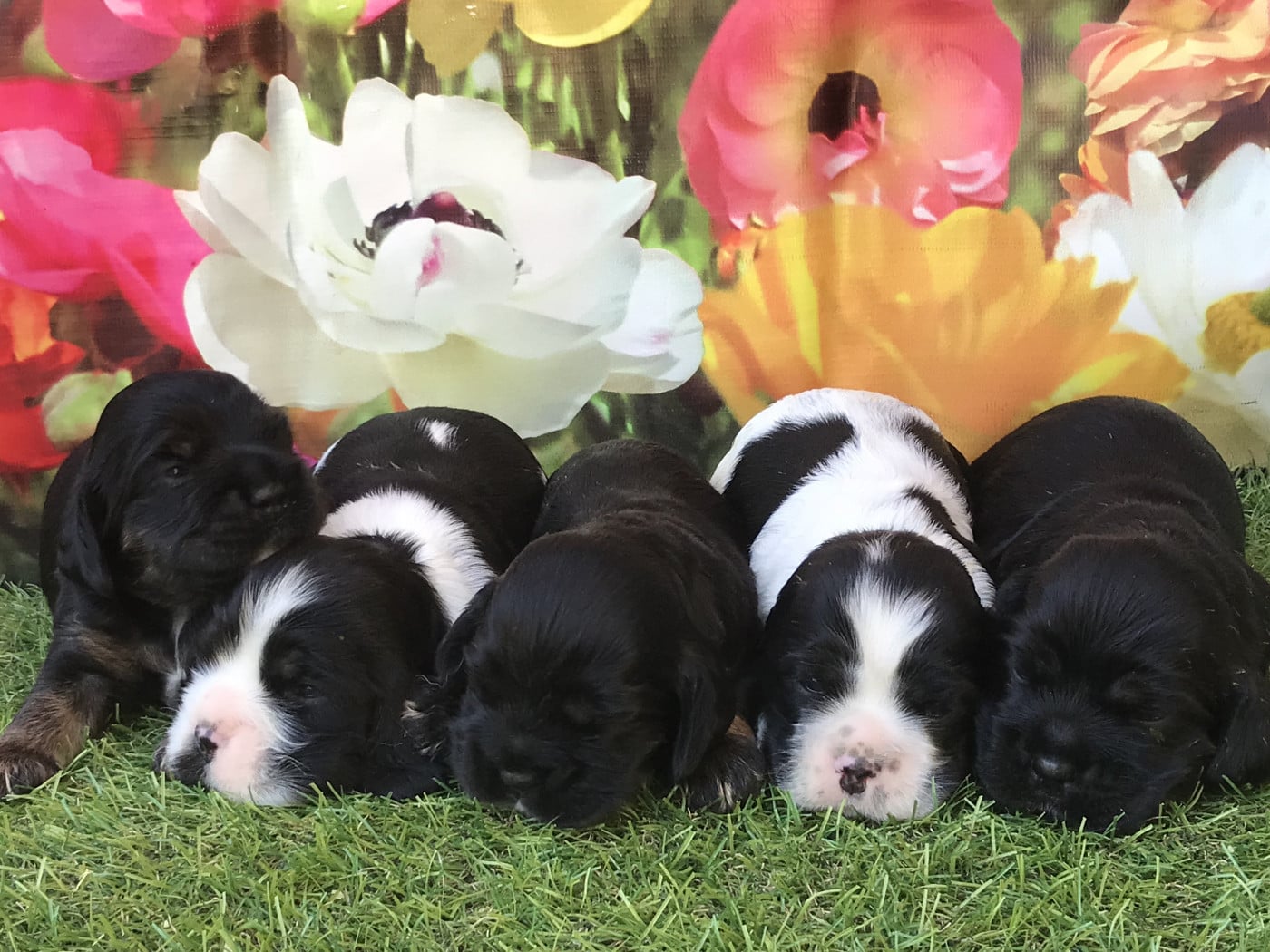 Chiot American Cocker Spaniel