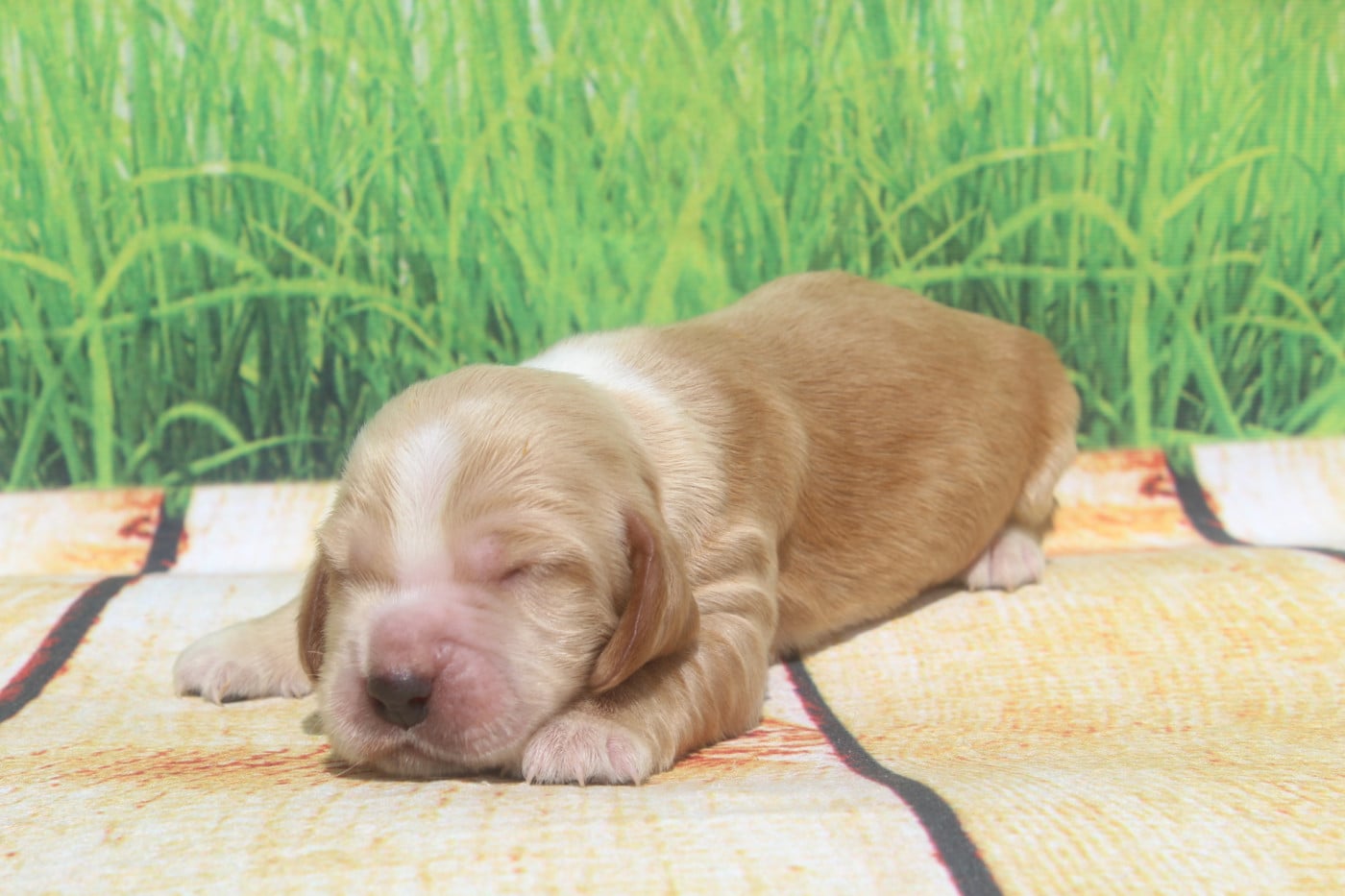 male fauve - Cocker Spaniel Anglais