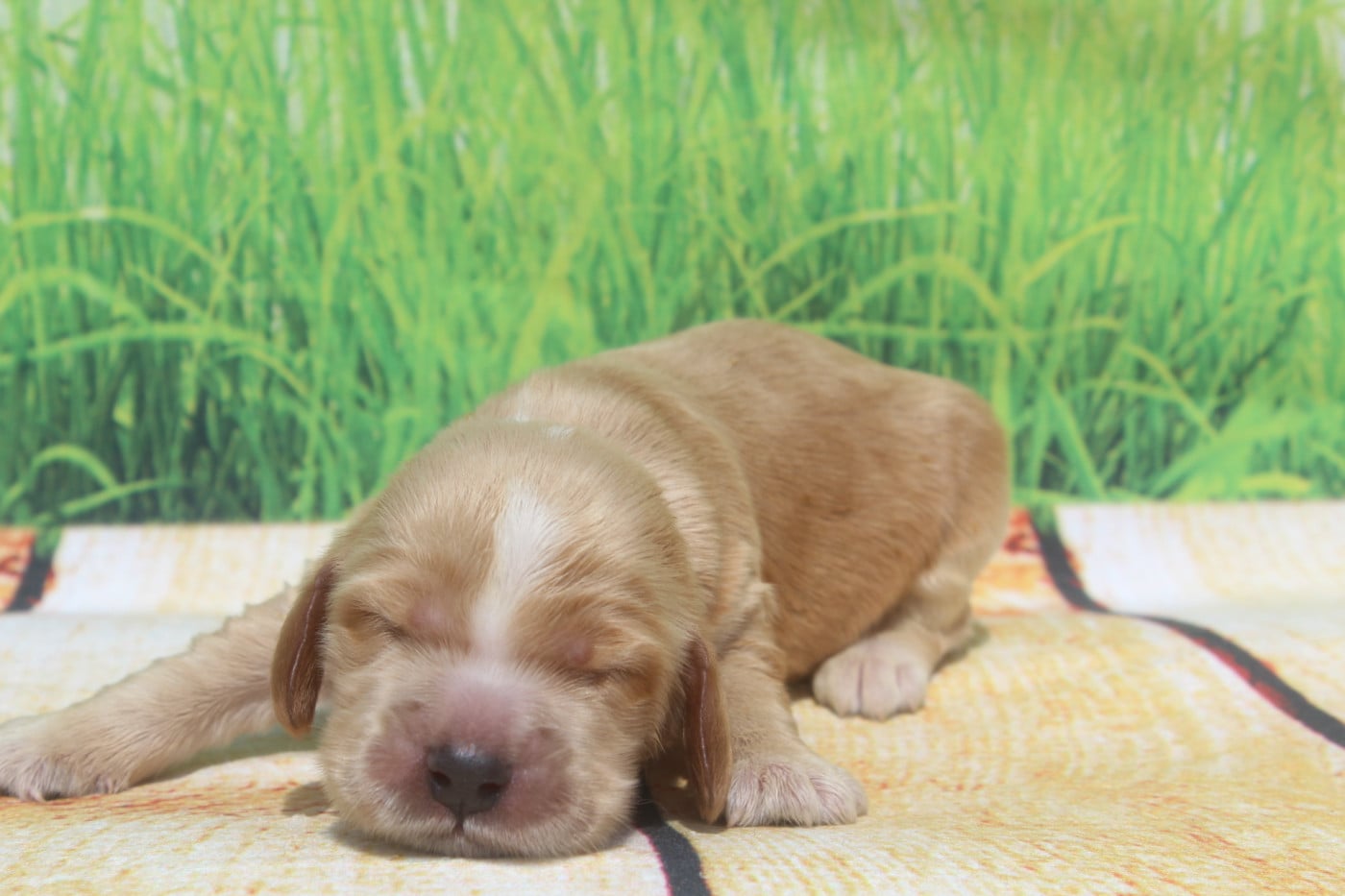 Male fauve - Cocker Spaniel Anglais