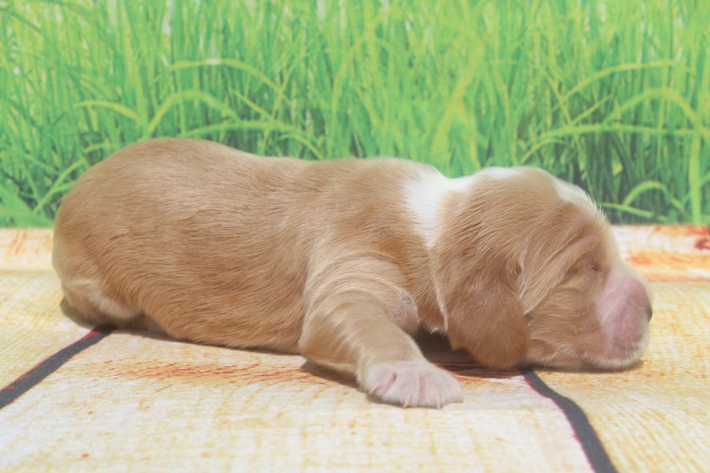 Male fauve - Cocker Spaniel Anglais
