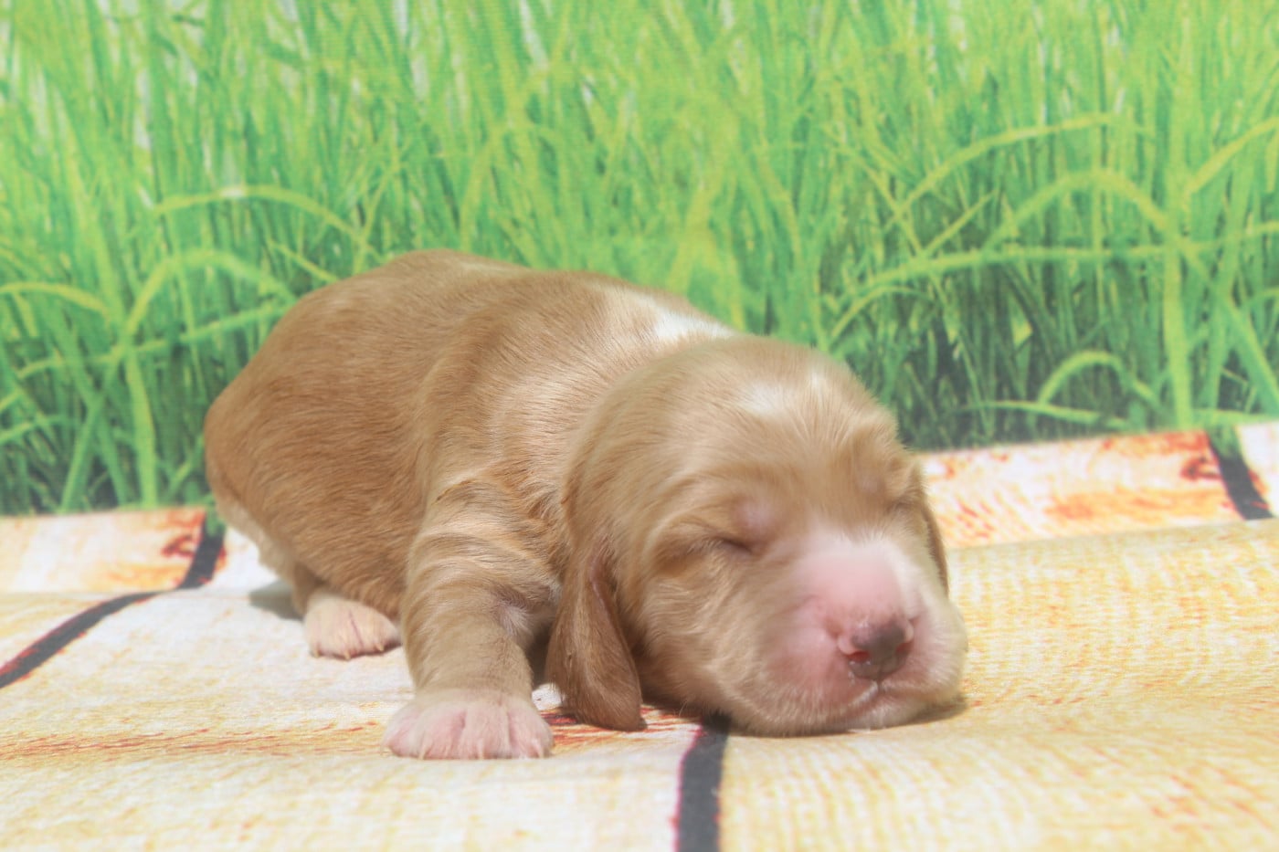 femelle fauve - Cocker Spaniel Anglais