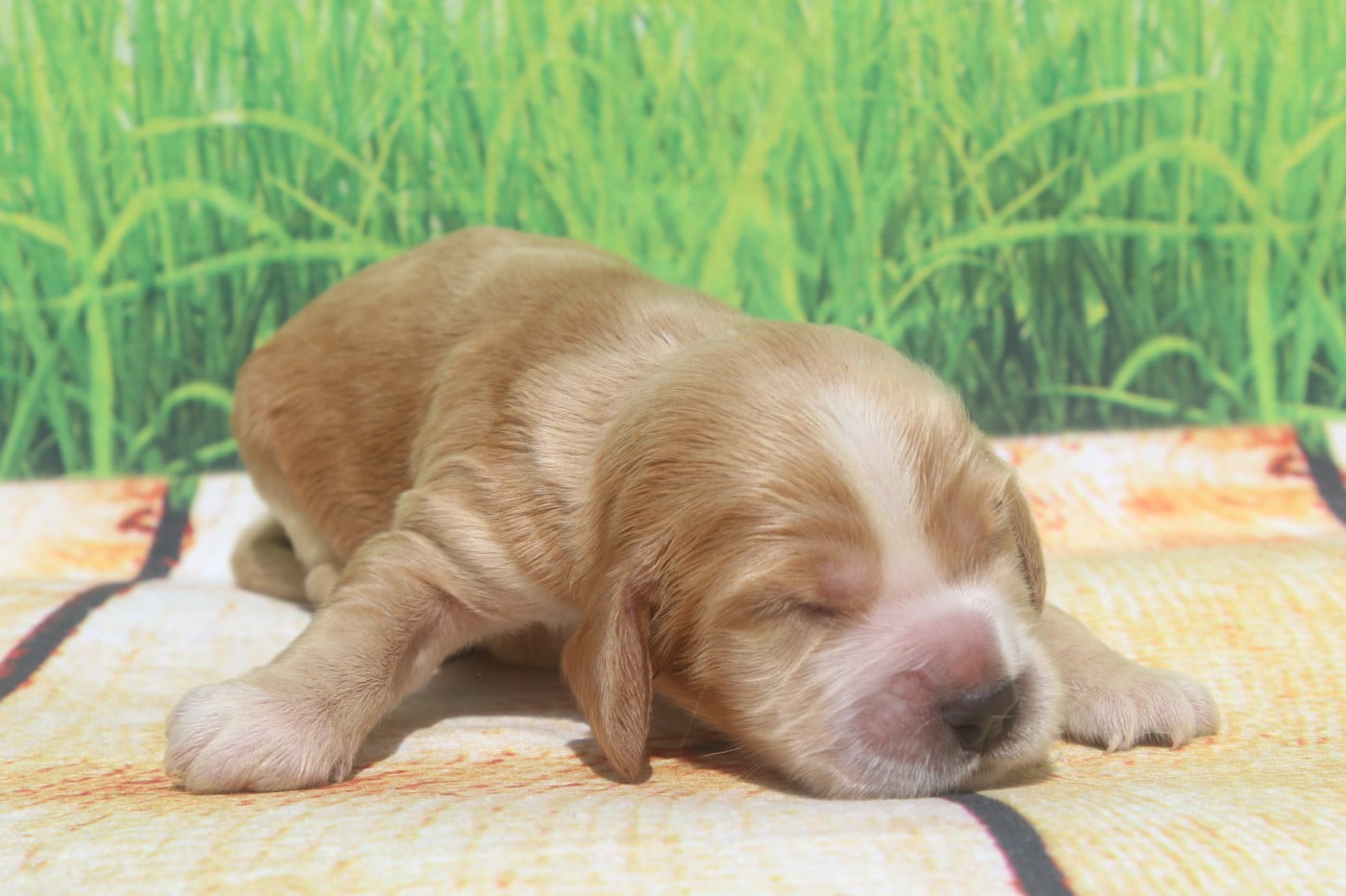 femelle fauve - Cocker Spaniel Anglais