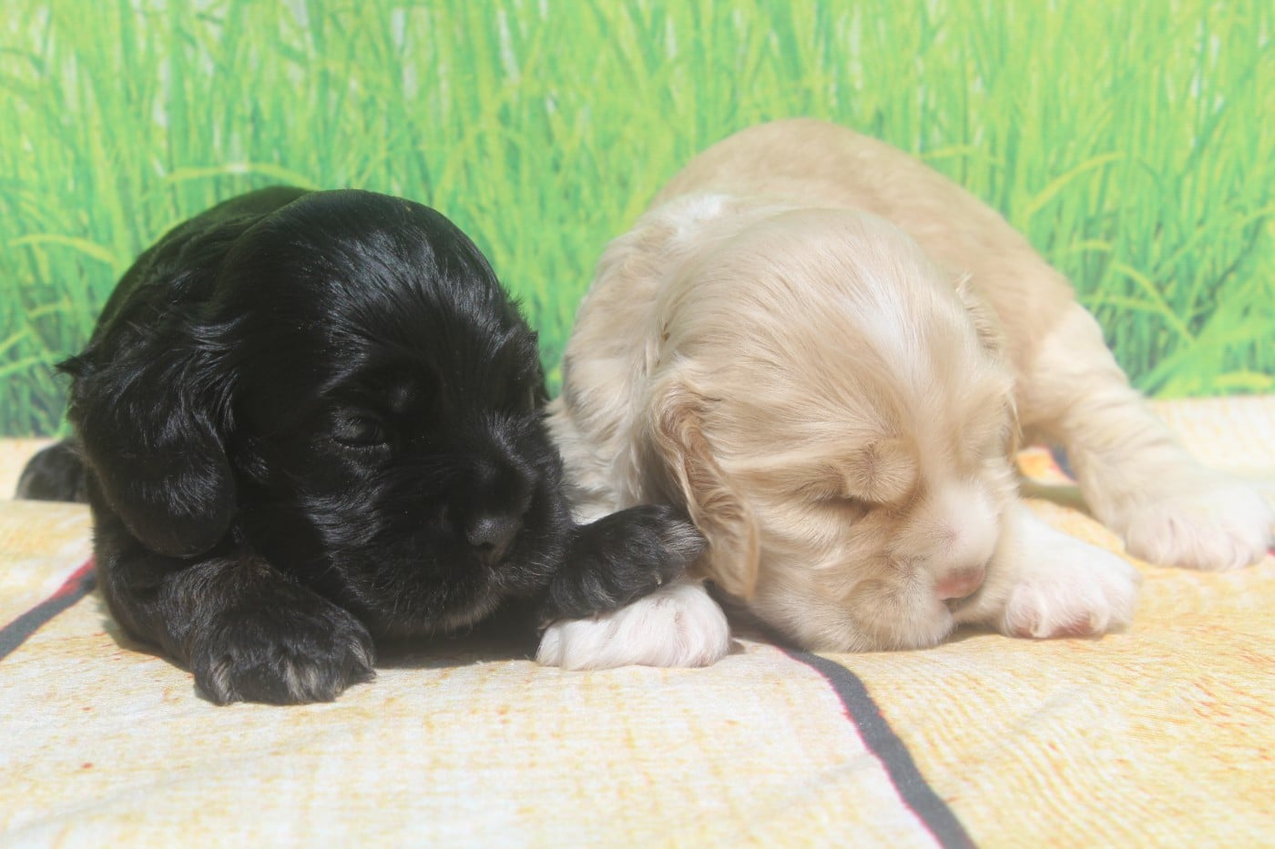 American Cocker Spaniel - of caniland's dream