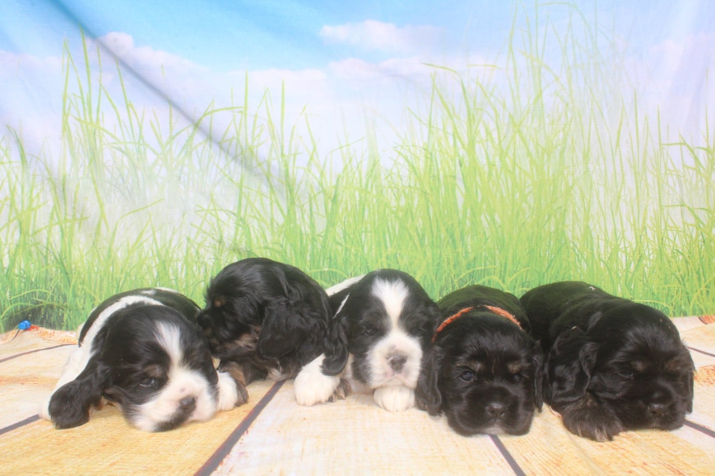 American Cocker Spaniel - of caniland's dream