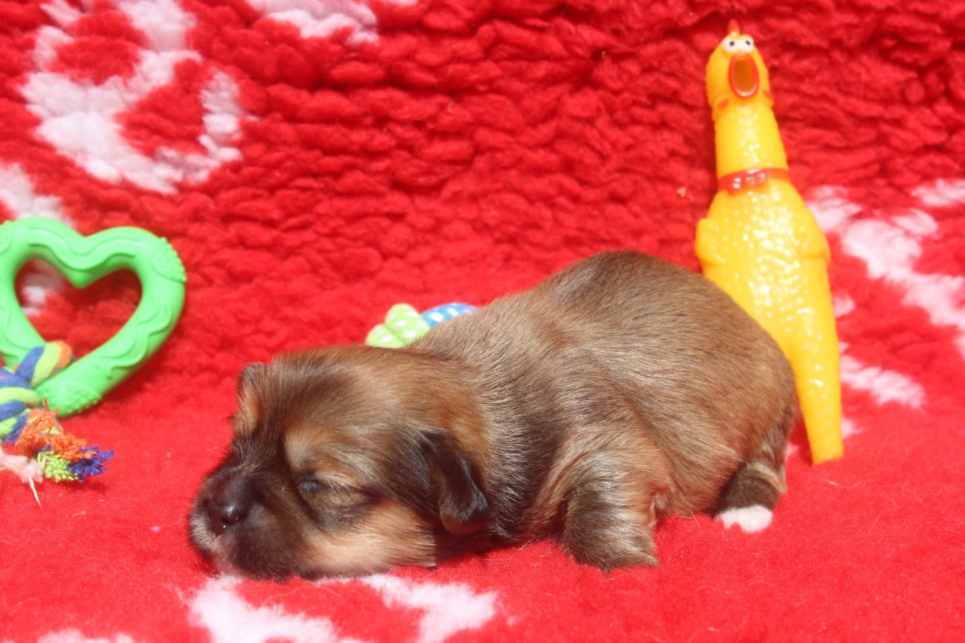 Lhassa Apso - of caniland's dream