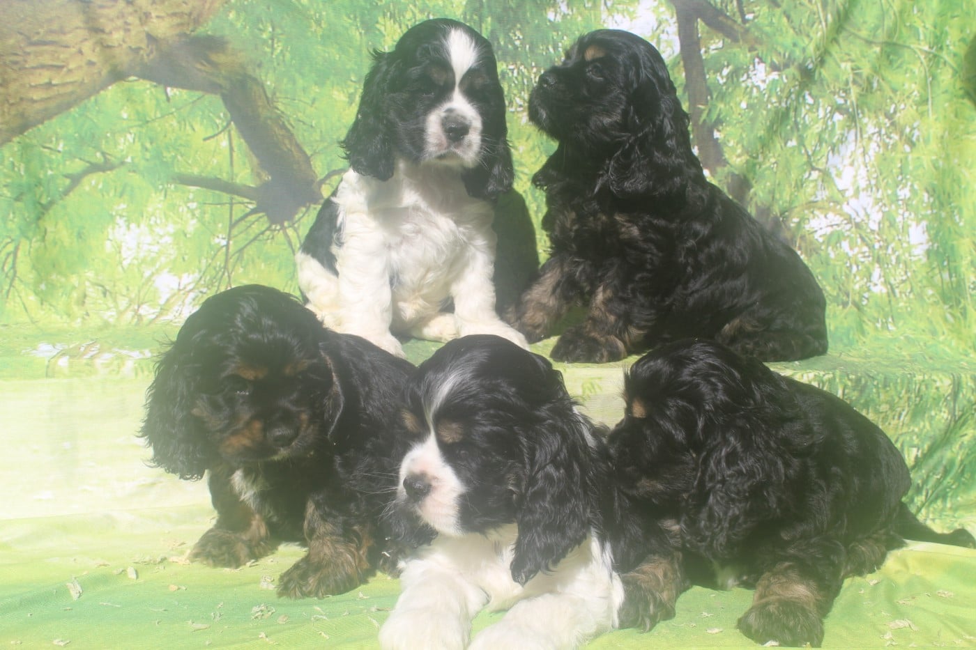 American Cocker Spaniel - of caniland's dream