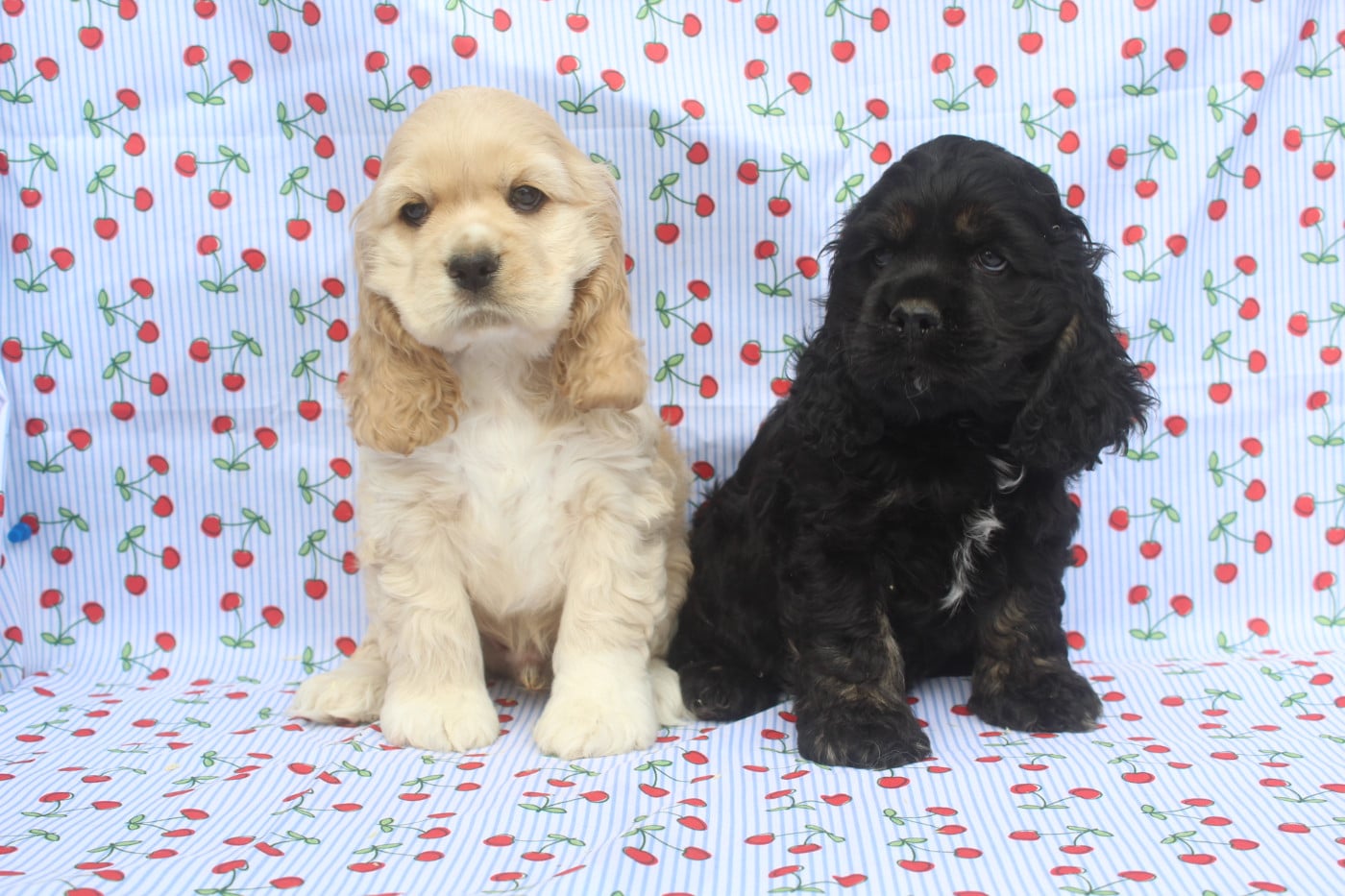 American Cocker Spaniel - of caniland's dream