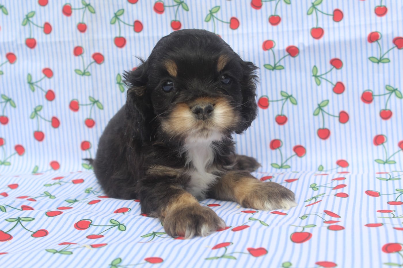 Chiot American Cocker Spaniel