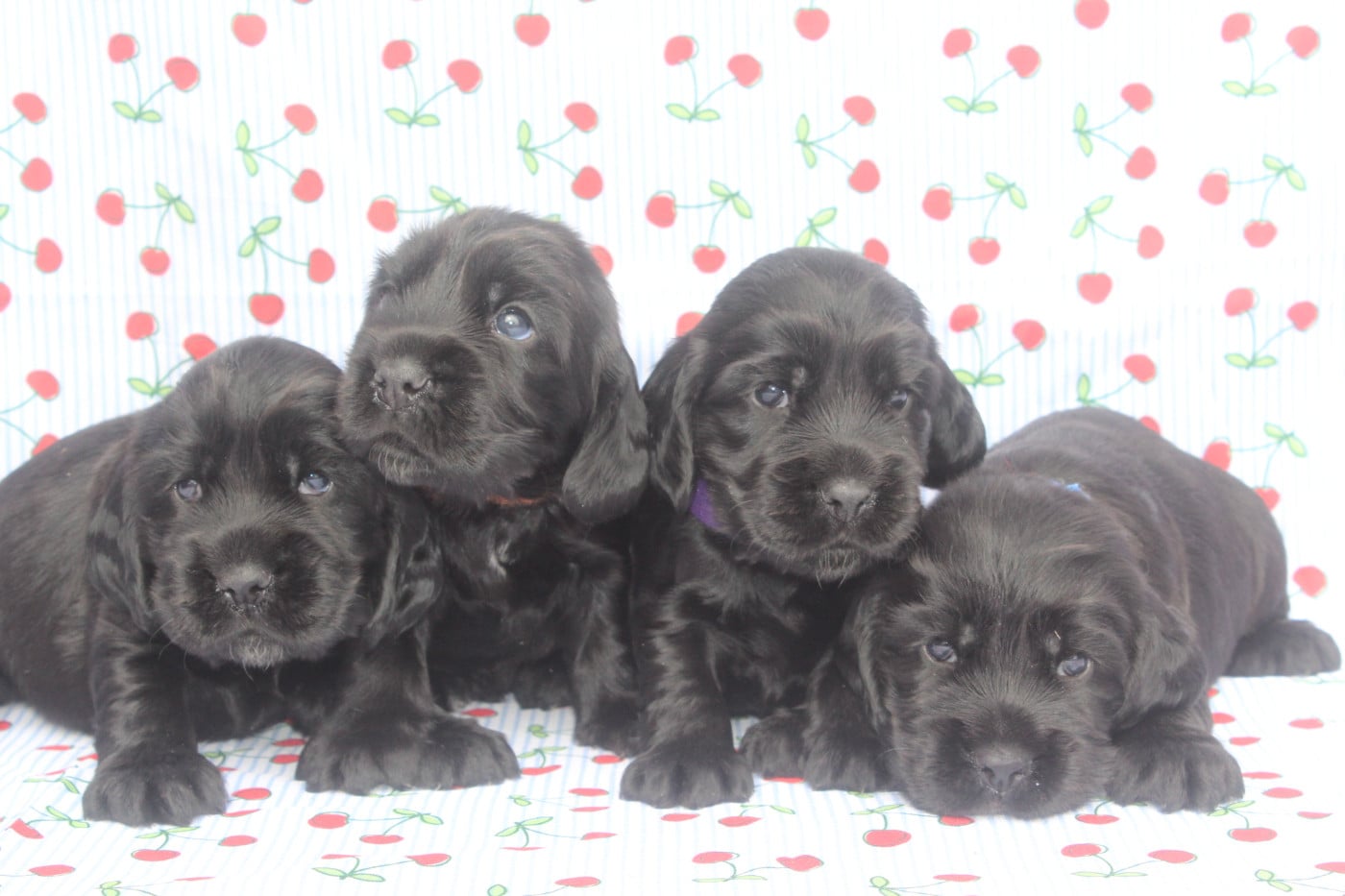 Cocker Spaniel Anglais - of caniland's dream