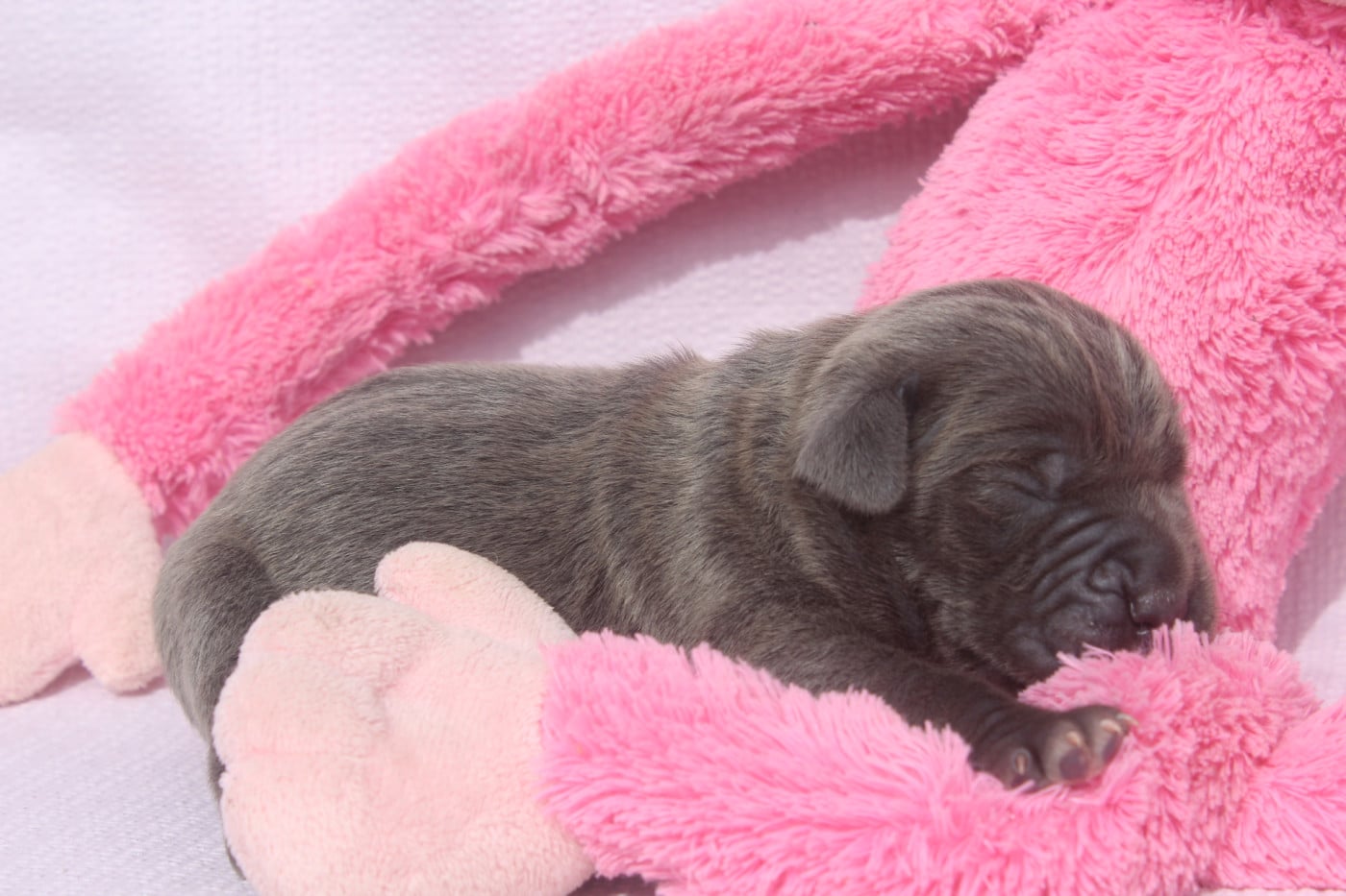 MALE GRIS - Cane Corso