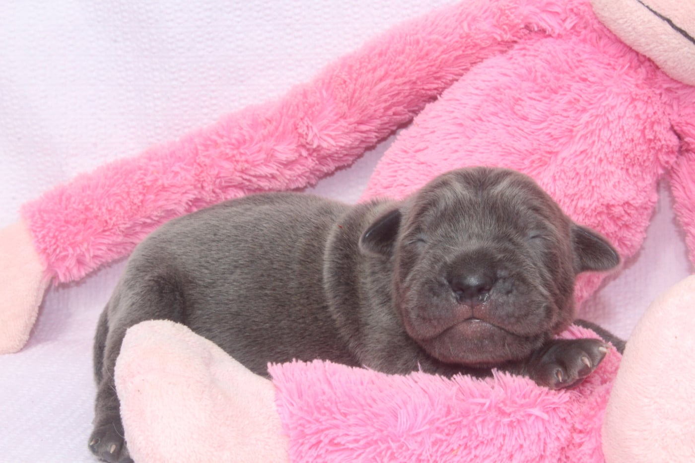 MALE GRIS - Cane Corso
