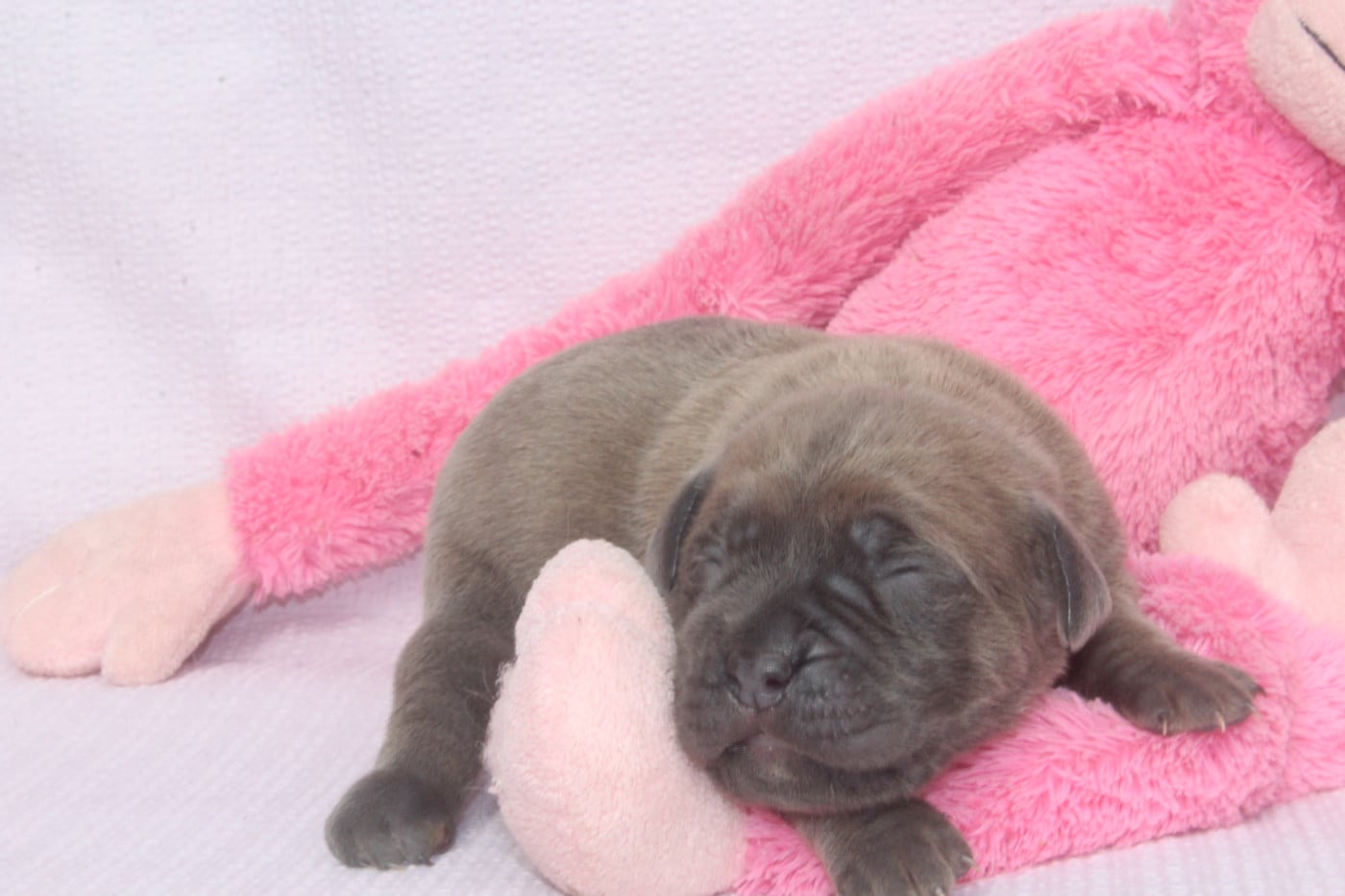 FEMELLE GRISE - Cane Corso