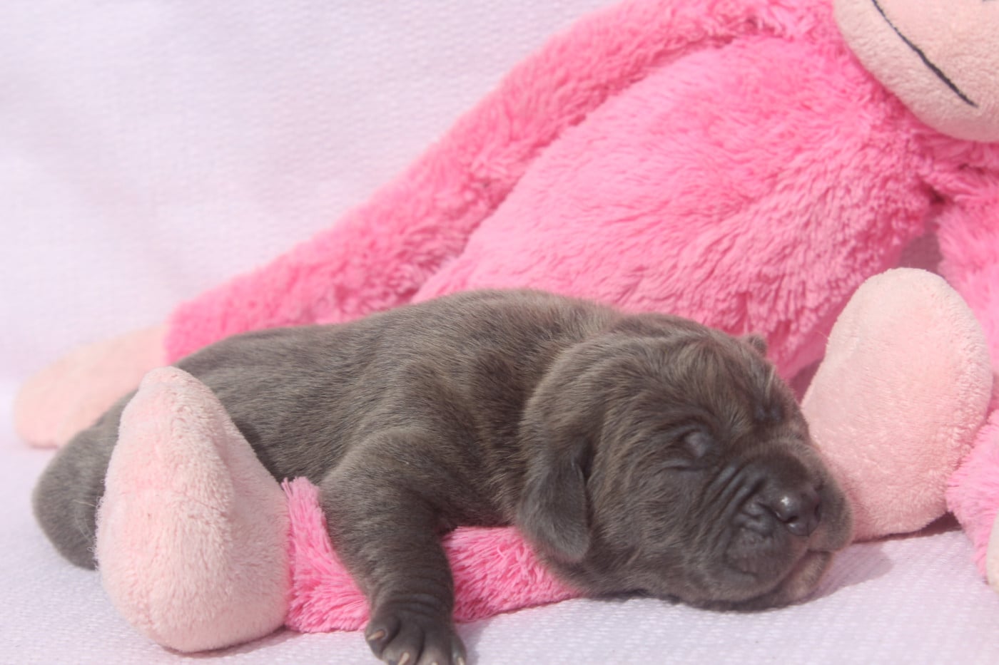 FEMELLE GRISE - Cane Corso