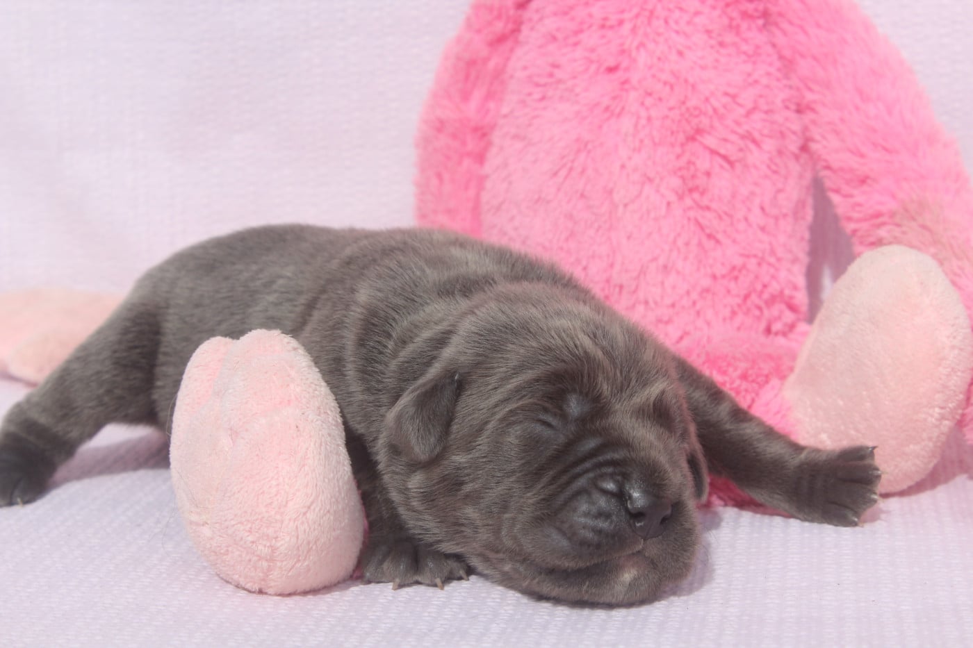 FEMELLE GRISE - Cane Corso