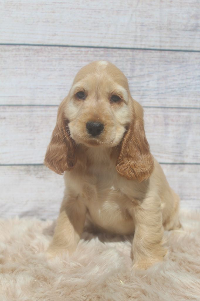 Femelle fauve clair TOUNA