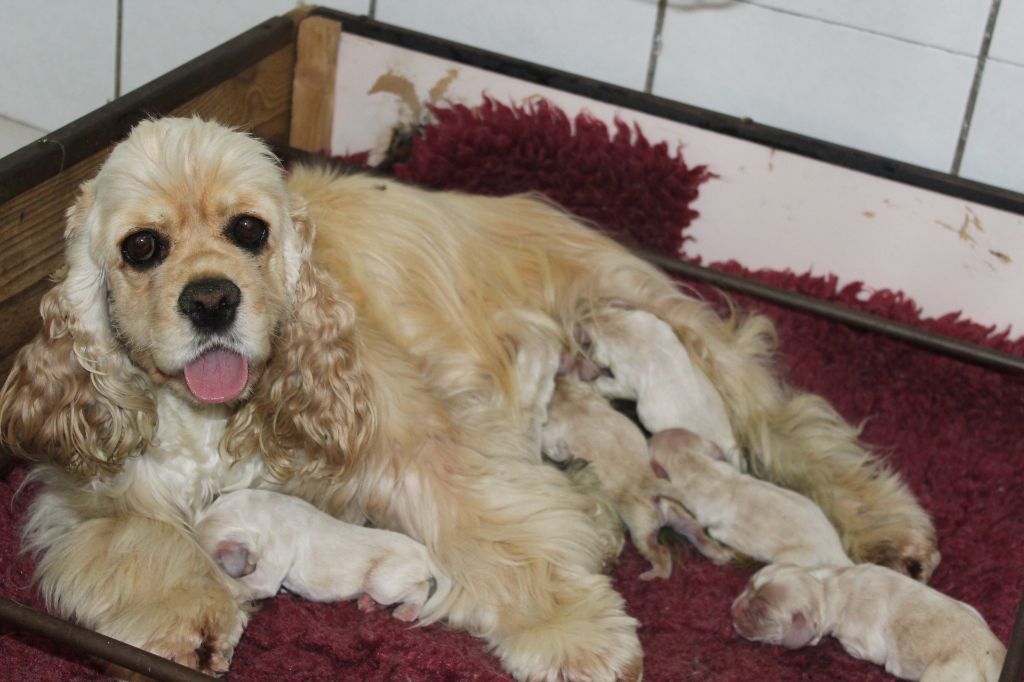 of caniland's dream - American Cocker Spaniel - Portée née le 21/05/2018