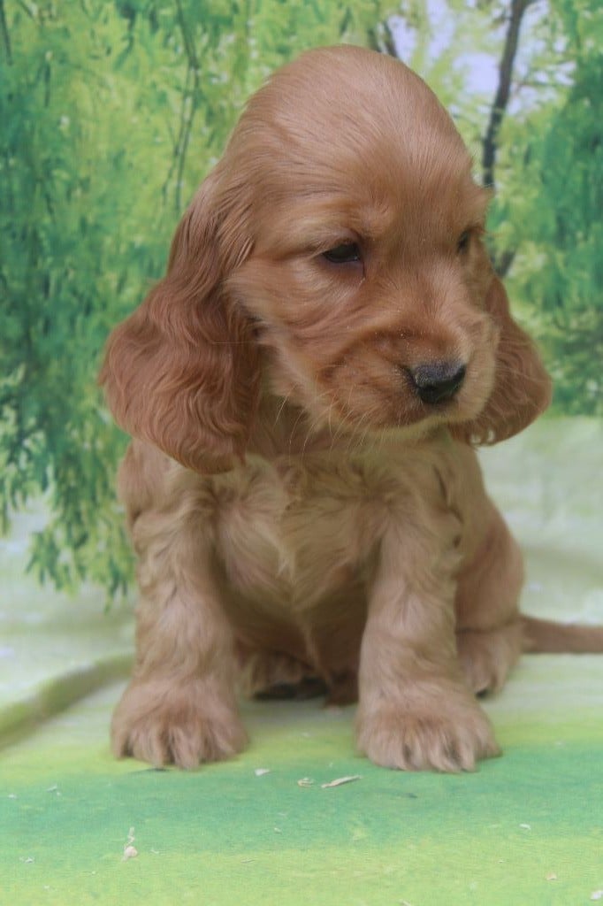 male fauve (golden) - Cocker Spaniel Anglais