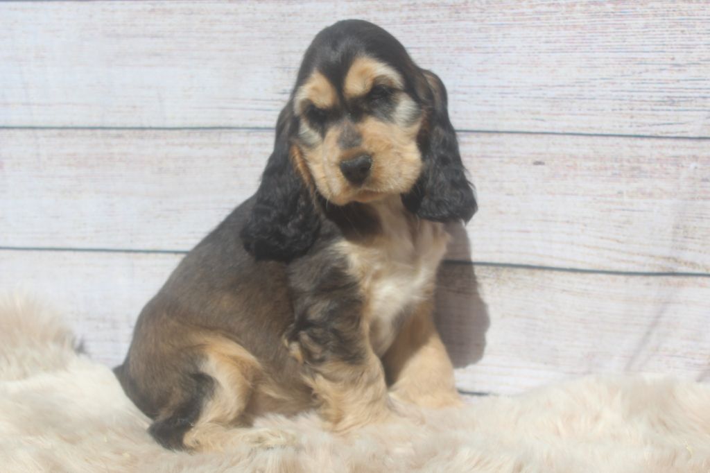 femelle zibeline TWIGGY