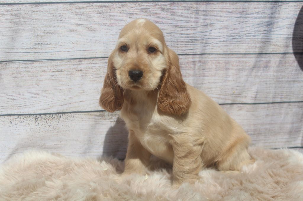 Femelle fauve clair TOUNA