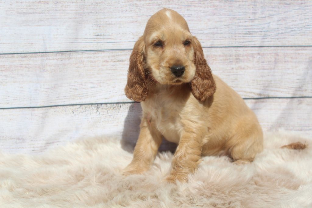 male fauve (collier rouge)TORPILLE