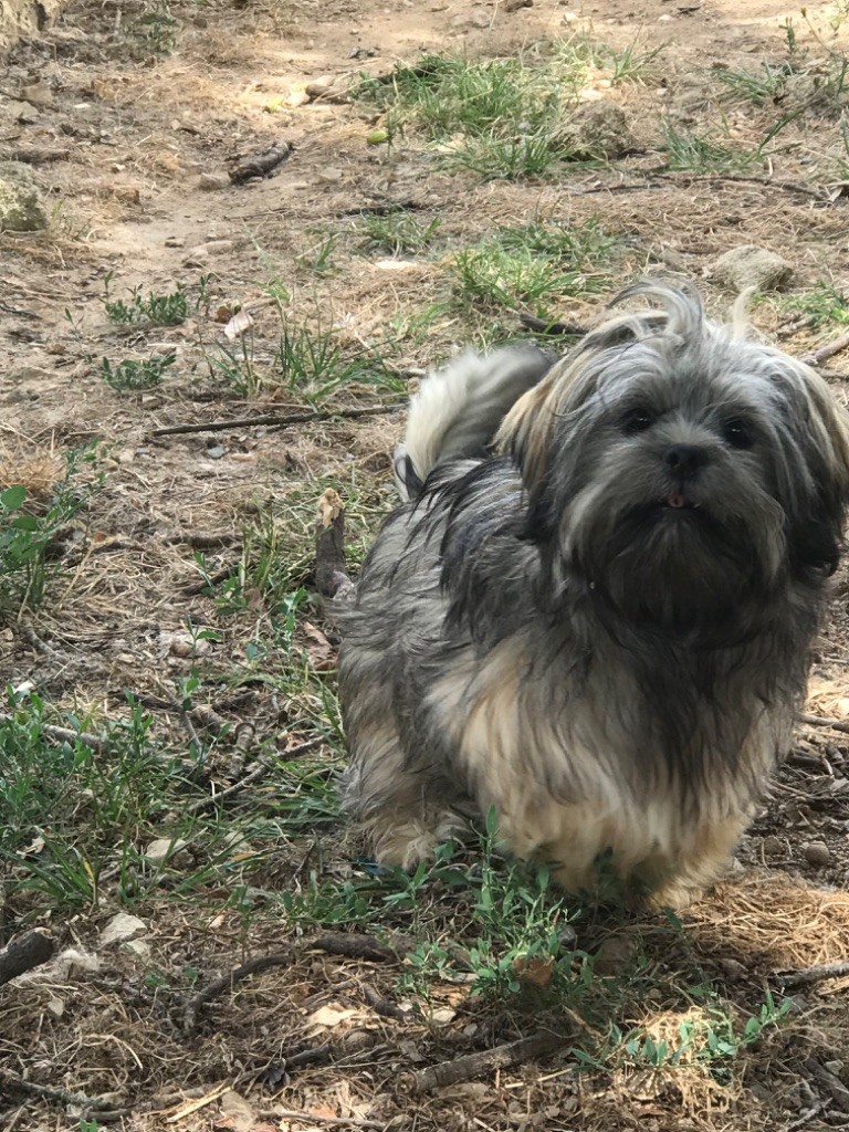 Azalée FEMELLE sable gris