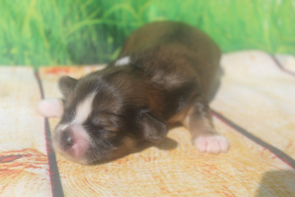 male doré - Lhassa Apso