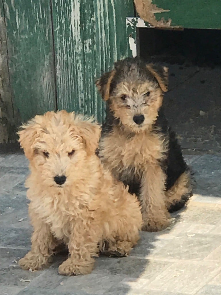 vedette femelle noir et feu