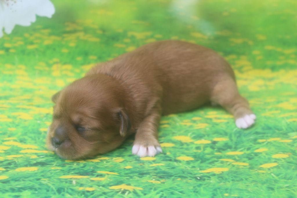femelle fauve Romy - Lhassa Apso