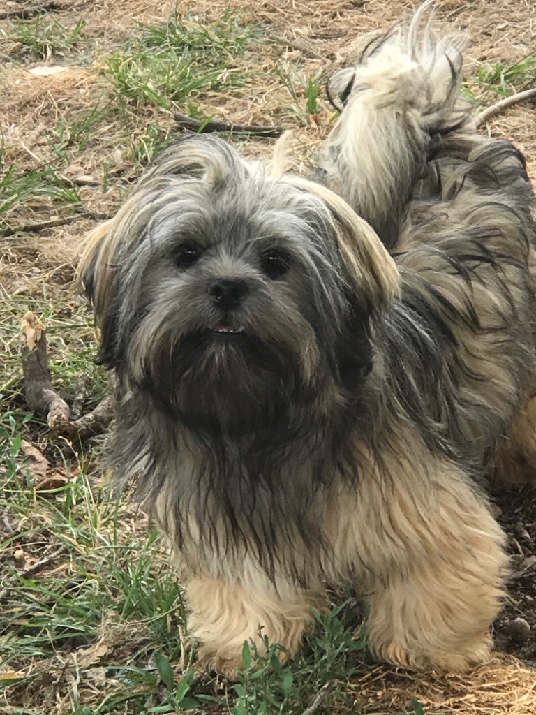 Azalée FEMELLE sable gris