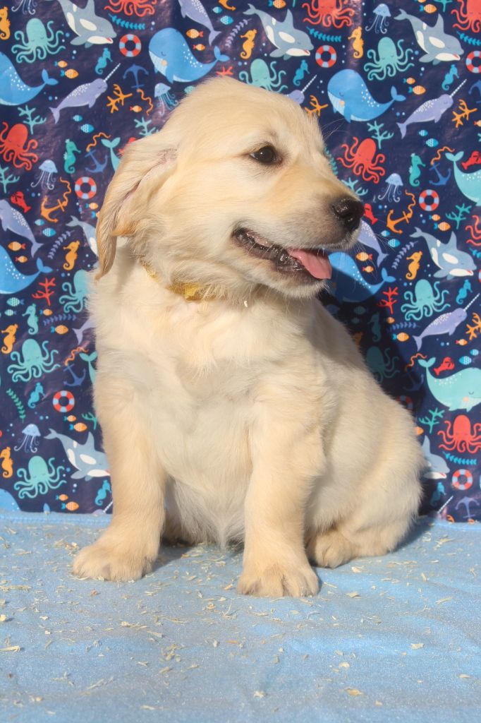 A femelle fauve clair (collier jaune)