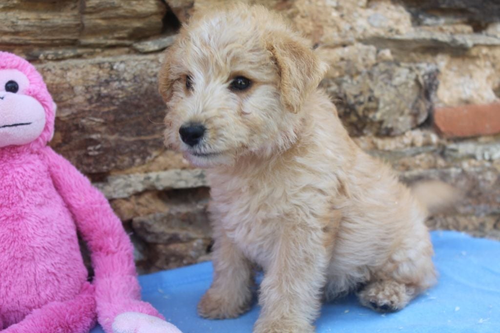 velix male fauve (collier orange)