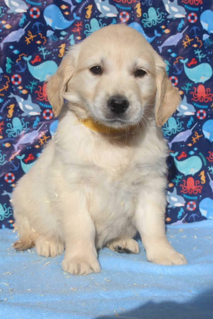 aiko male fauve clair (collier jaune)