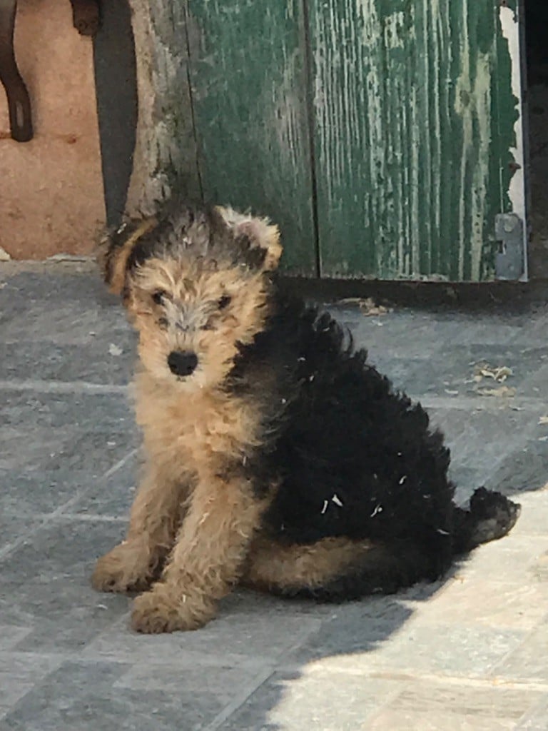 vedette femelle noir et feu