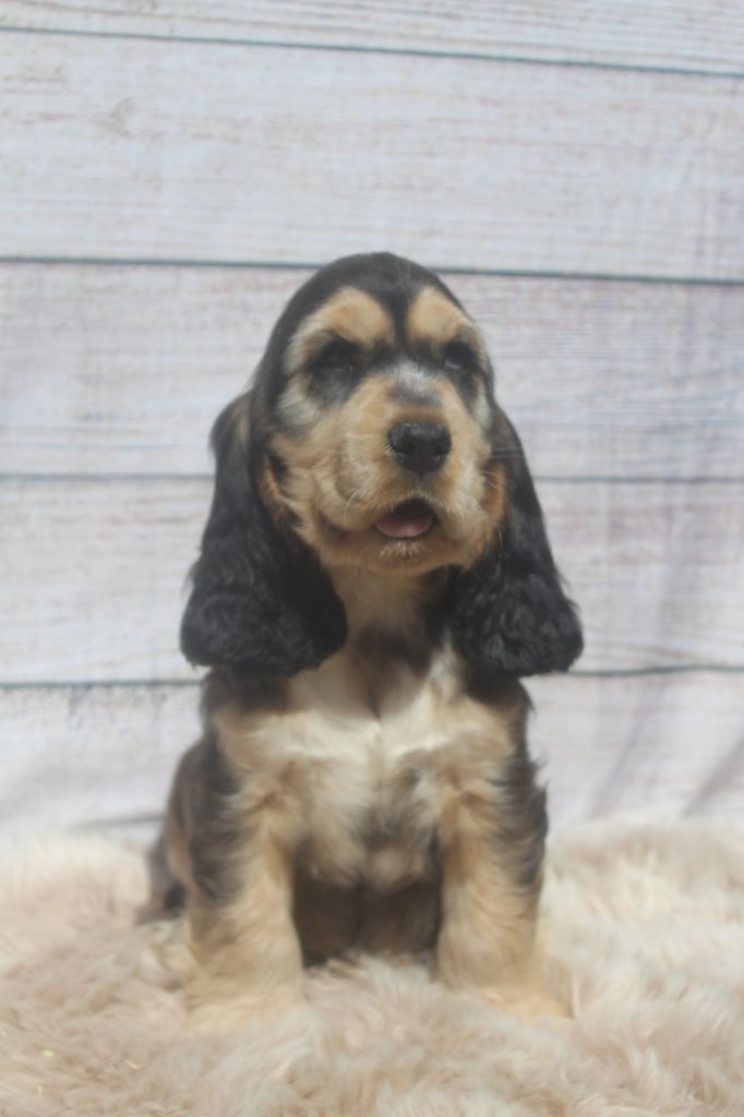 femelle zibeline TWIGGY