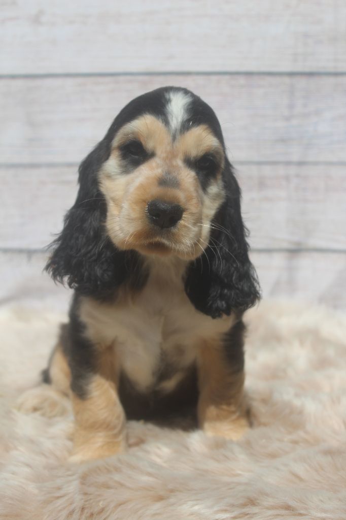 femelle zibeline THALIE