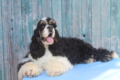 Les chiots de American Cocker Spaniel
