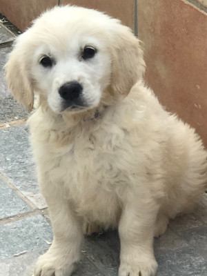 Les chiots de Golden Retriever