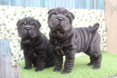 Les chiots de Shar Pei