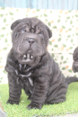 Les chiots de Shar Pei
