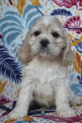 Les chiots de American Cocker Spaniel