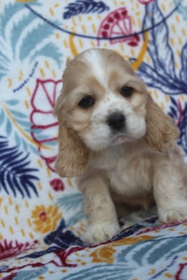 Les chiots de American Cocker Spaniel