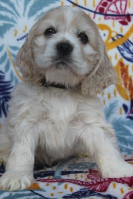 Les chiots de American Cocker Spaniel