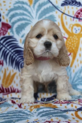 Les chiots de American Cocker Spaniel