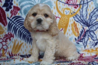 Les chiots de American Cocker Spaniel