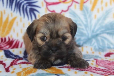 Les chiots de Lhassa Apso