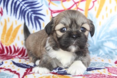 Les chiots de Lhassa Apso